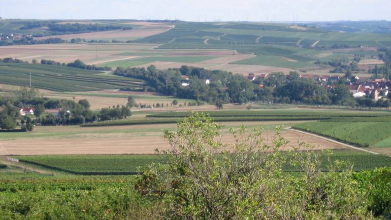 Wanderung durch Rheinhessen