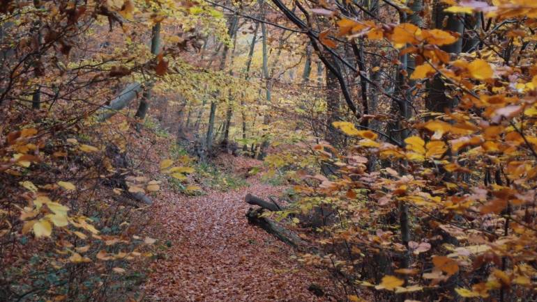 Herbst-Wanderung im Binger Wald 2022