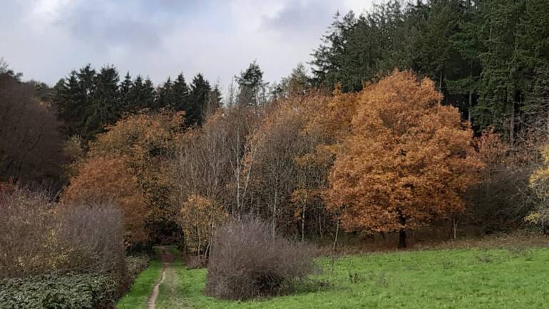 unterwegs sein am 4. Dezember 2022 Hoch über Schlangenbad