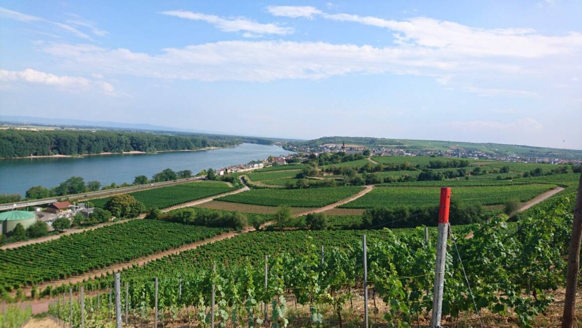 unterwegs sein am 5. März 2023 Roter Hang Nierstein