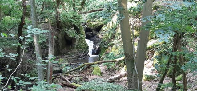 unterwegs sein am 04. August 2024 Morgenbachtal im Binger Wald